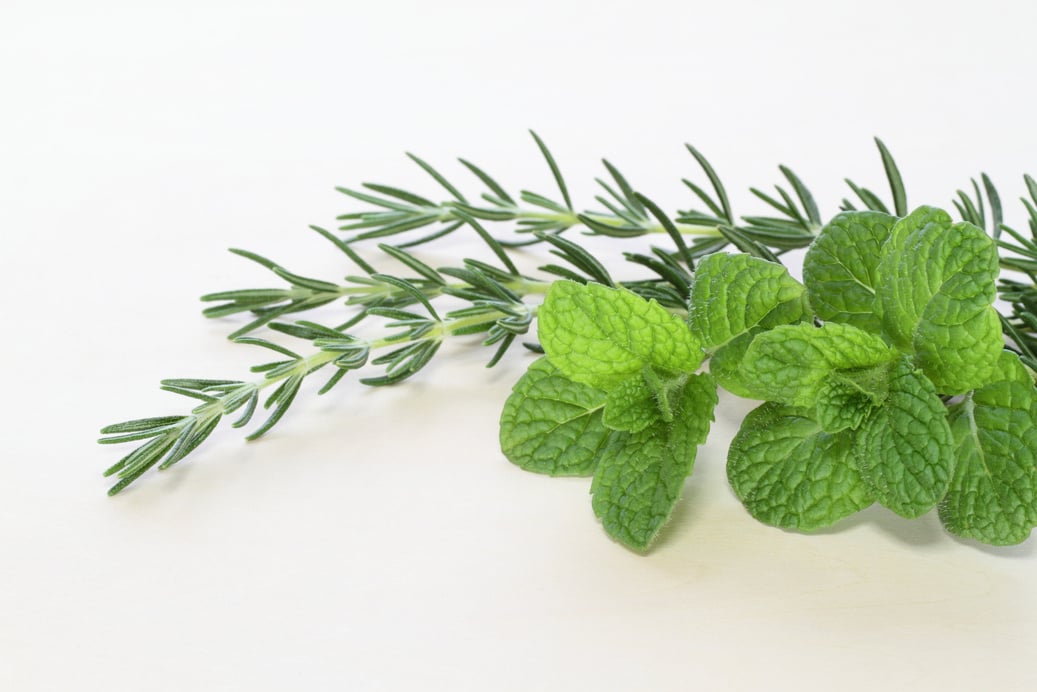 mint with a rosemary