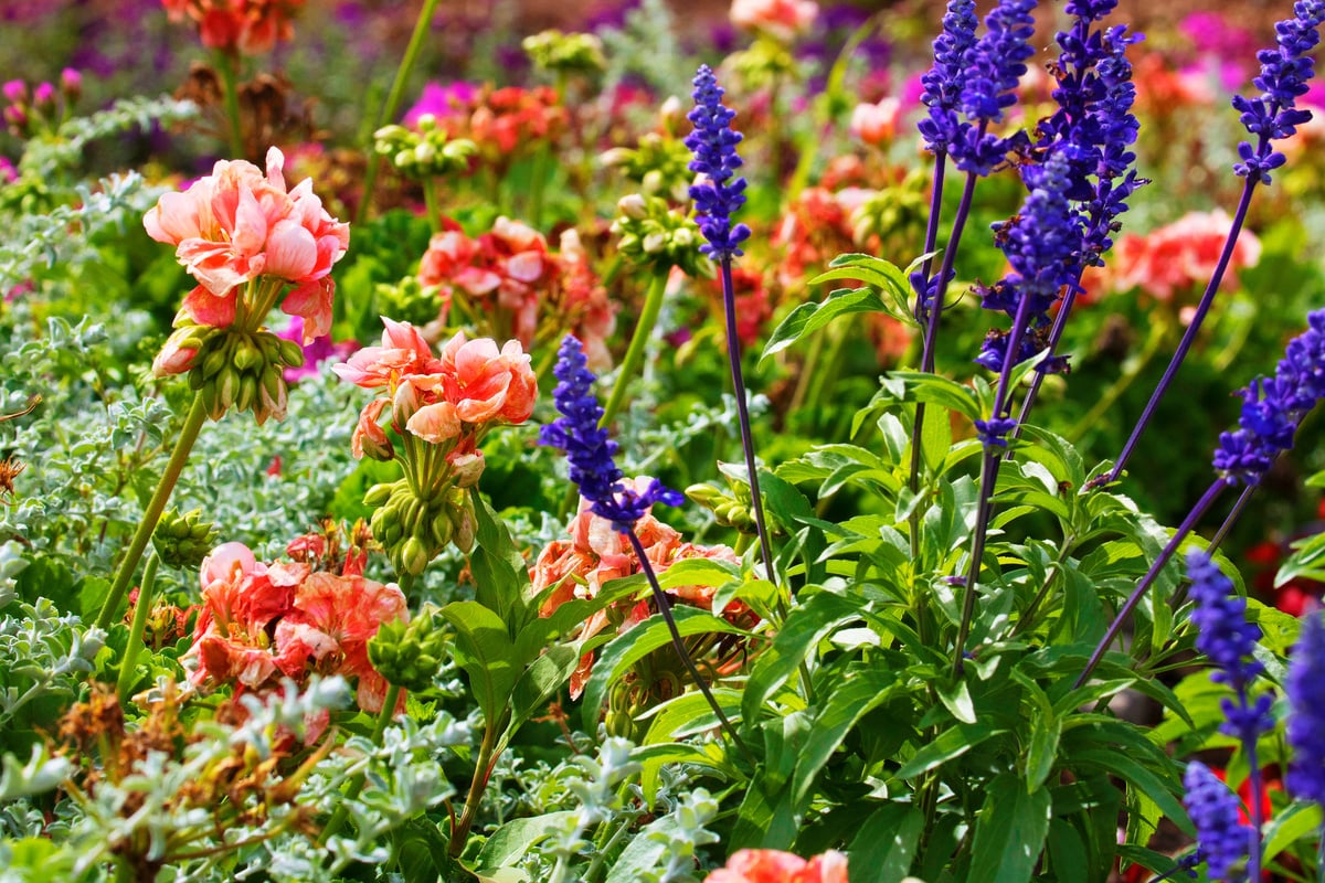 Geranium and lavender flowers – flowerbed garden relaxing landscape
